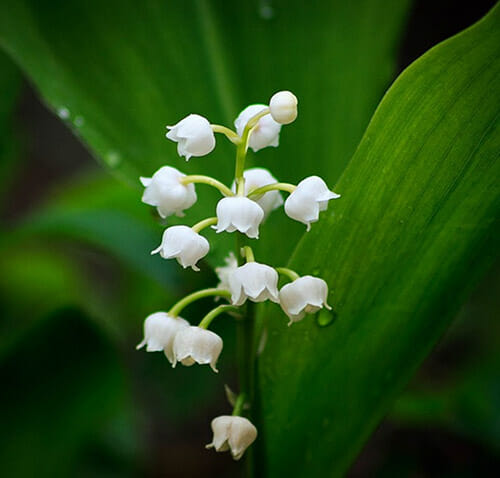 Lily of the Valley dangerous for pets