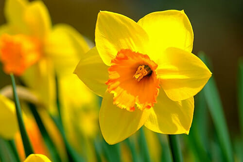 Daffodil dangerous for pets