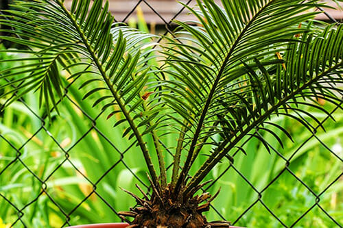 Sago Palm dangerous for pets