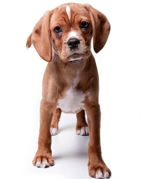 Dog insurance in Australia