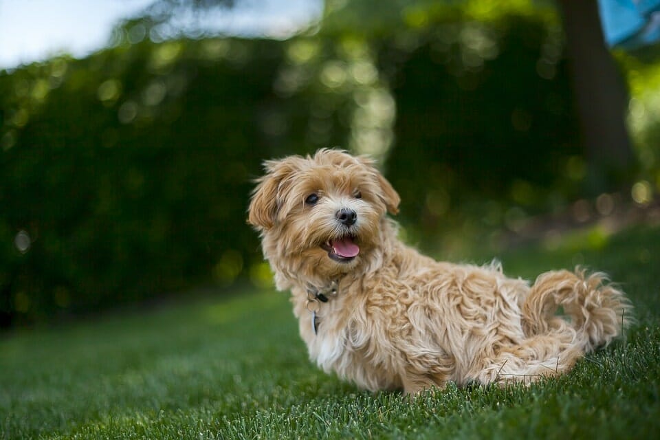 Hybrid vigor and health benefits Hypoallergenic qualities Friendly and trainable temperament Various coat types: curly, wavy, low-shedding Size options: mini, medium, standard doodles Popular mixes like Labradoodle, Goldendoodle, Bernedoodle Health considerations and lifespan Activity levels and exercise needs Family-friendly and sociable nature Grooming requirements Adaptability to different environments High trainability and intelligence