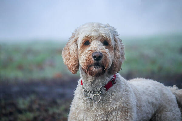 Hybrid vigor and health benefits Hypoallergenic qualities Friendly and trainable temperament Various coat types: curly, wavy, low-shedding Size options: mini, medium, standard doodles Popular mixes like Labradoodle, Goldendoodle, Bernedoodle Health considerations and lifespan Activity levels and exercise needs Family-friendly and sociable nature Grooming requirements Adaptability to different environments High trainability and intelligence