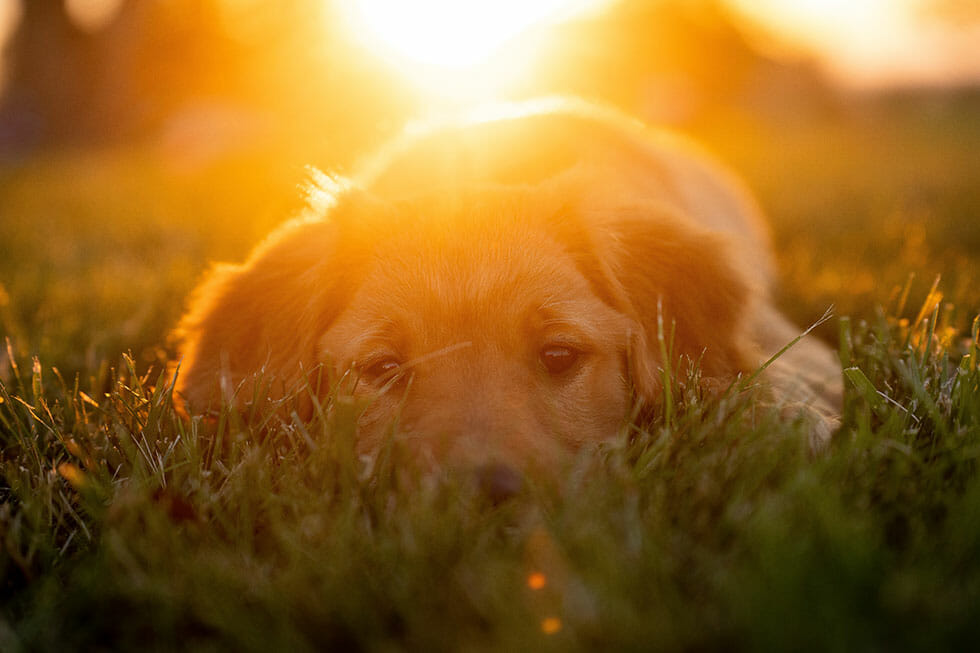 heatstroke in pets