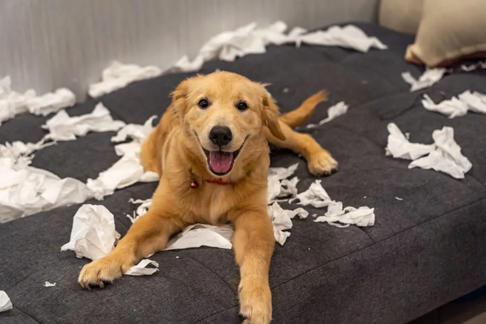 How To Keep Your Dog Off The Bed