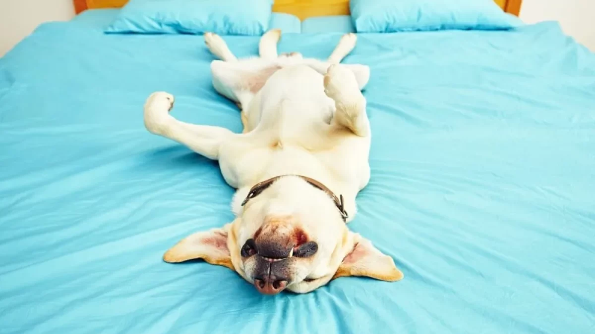 How to train your dog to stay off the bed sales