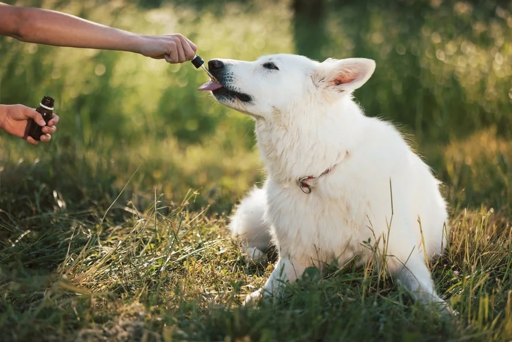 How to soothe a dog’s upset stomach naturally min