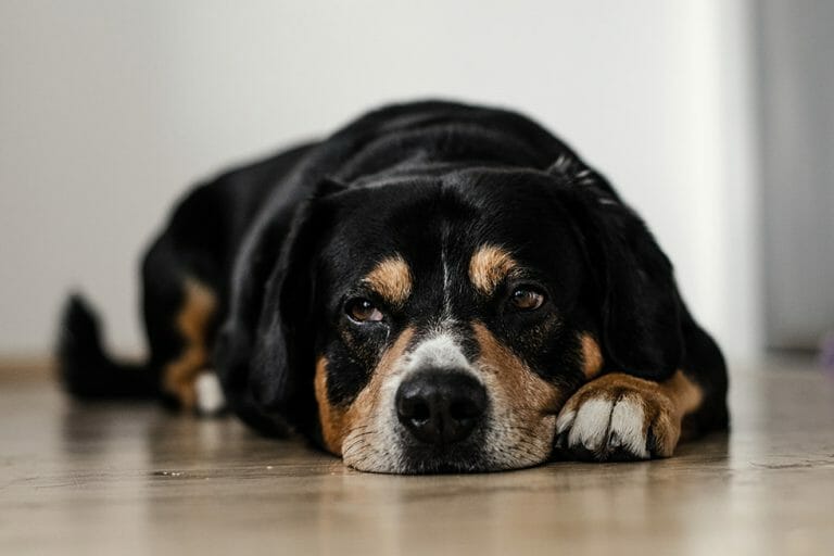 Dog Bloated Stomach Home Remedies That (Actually) Work