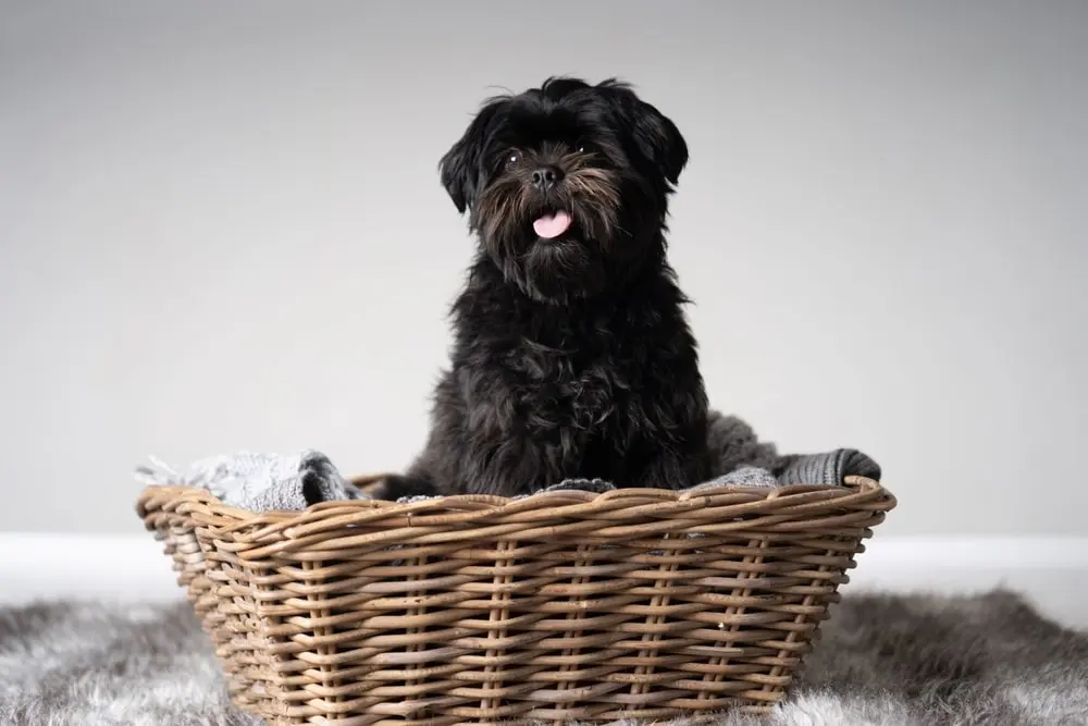 Affenpinscher min