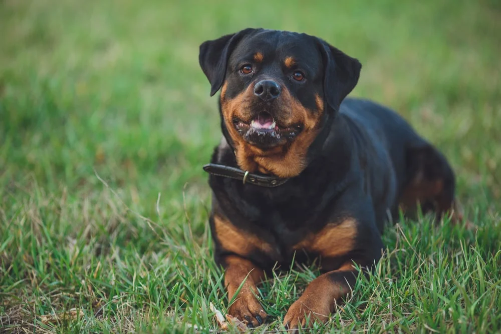 Beautiful rottweiler dog. Dog rottweiler in the park on a background of green grass. exclusive and pricey dog breeds