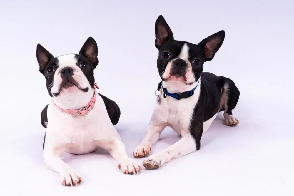 Boston Terriers min