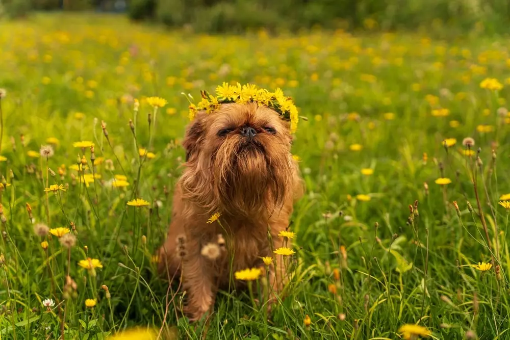 Brussels Griffon min