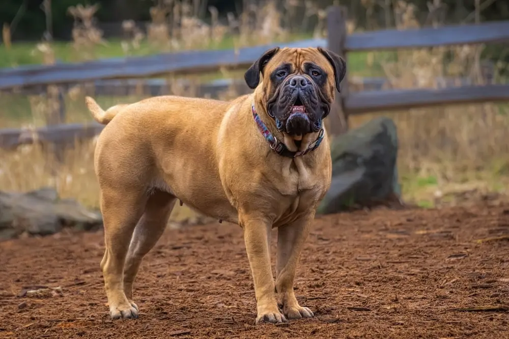 Bullmastiff min