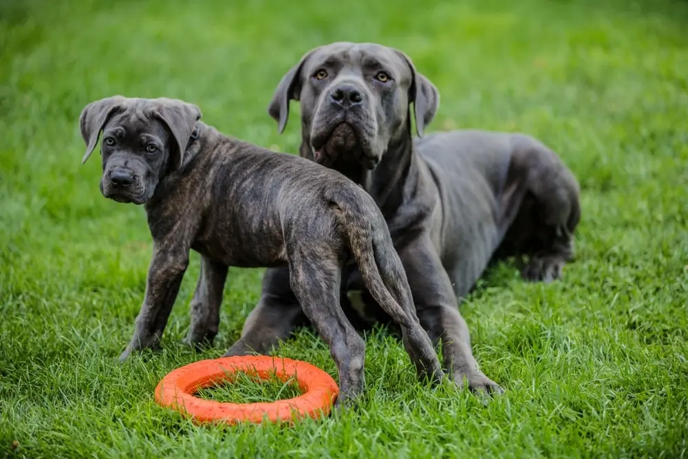 Cane Corso min