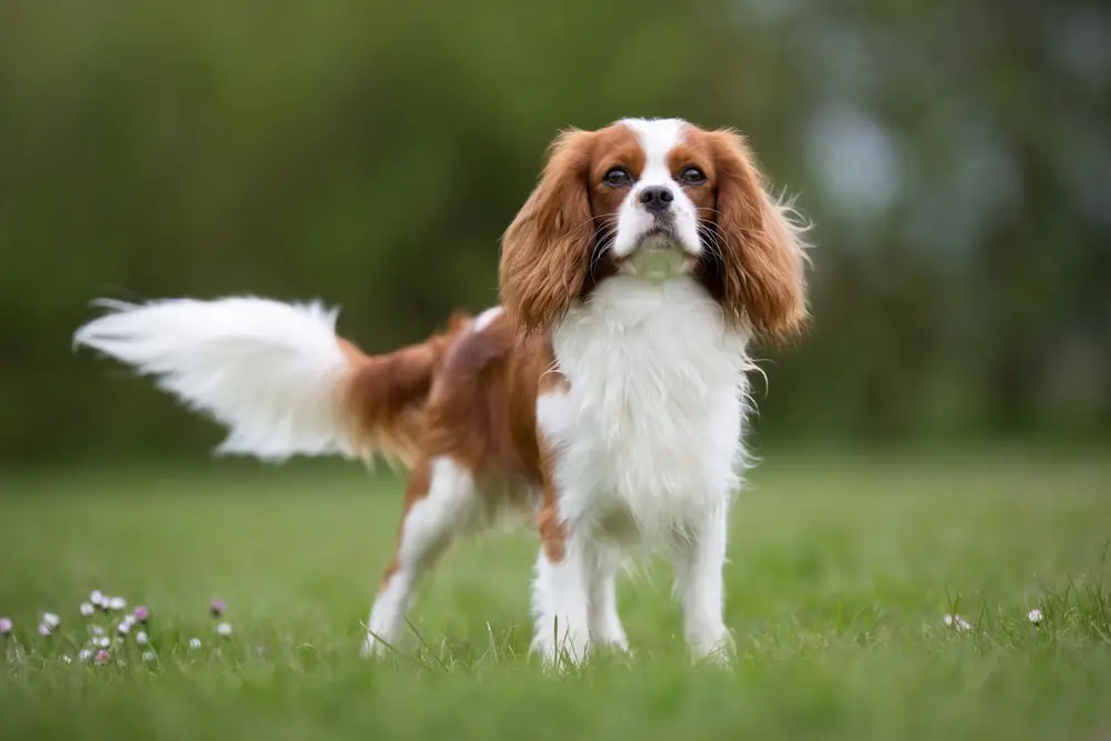 Cavalier King Charles Spaniel min