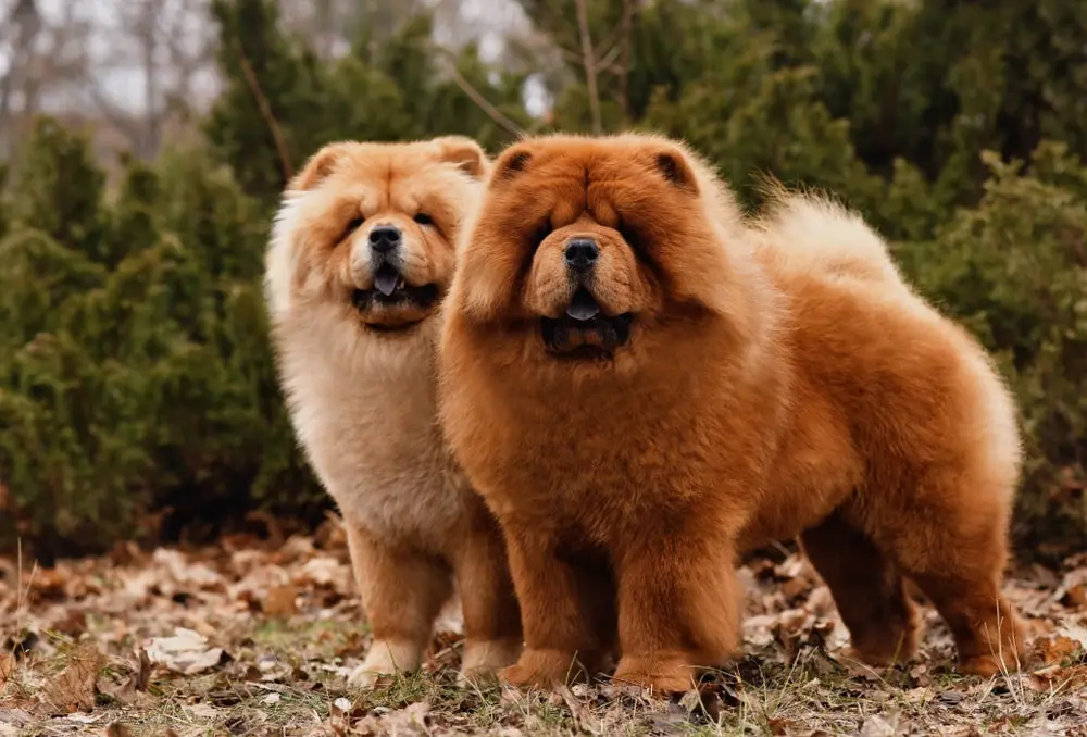 Chow Chow min