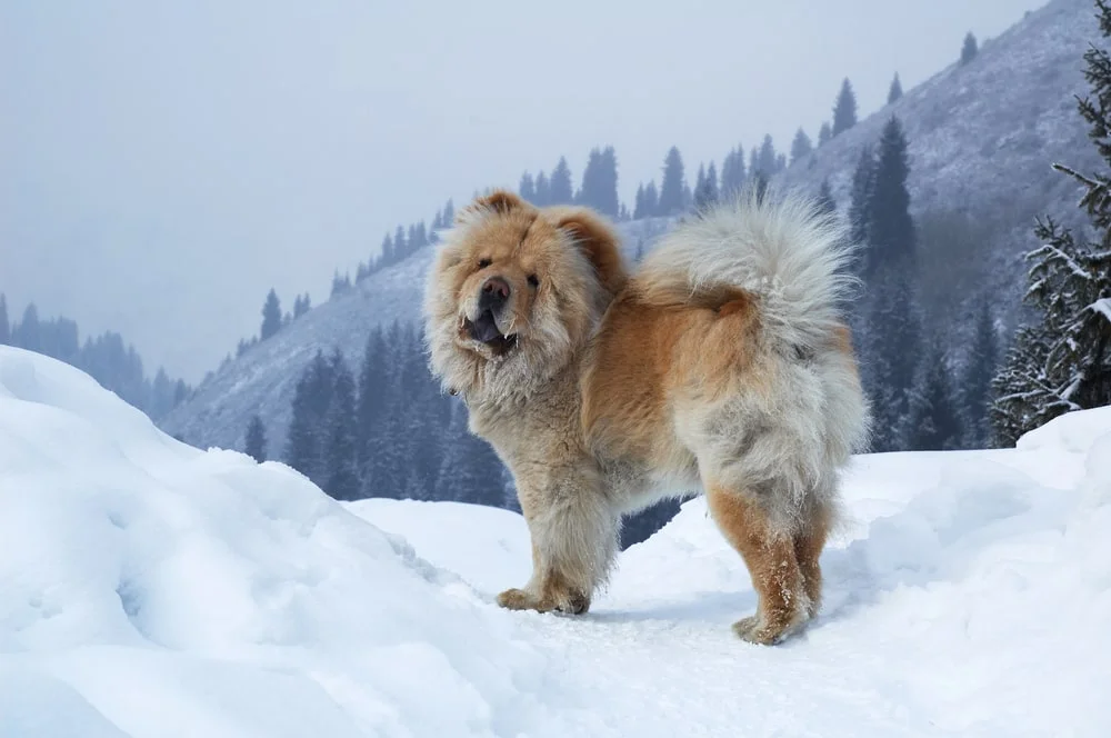 Chow chow dog on winter mountain. most expensive canine breeds
