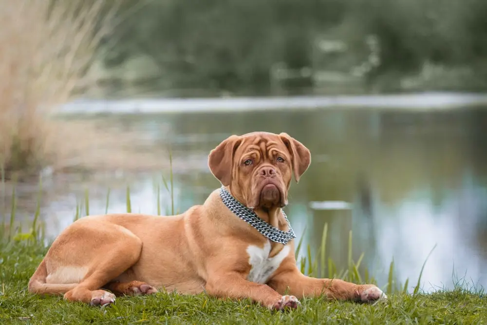 Dogue de Bordeaux min