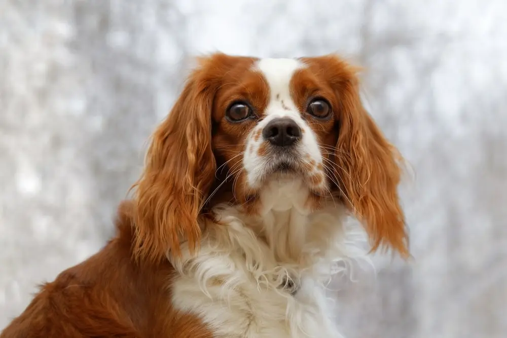 English Toy Spaniel min