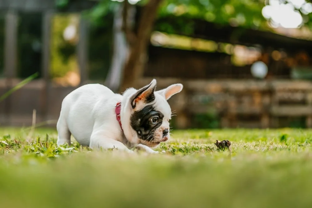 FRENCH BULLDOG PUPPY DOG, pet insurance australia