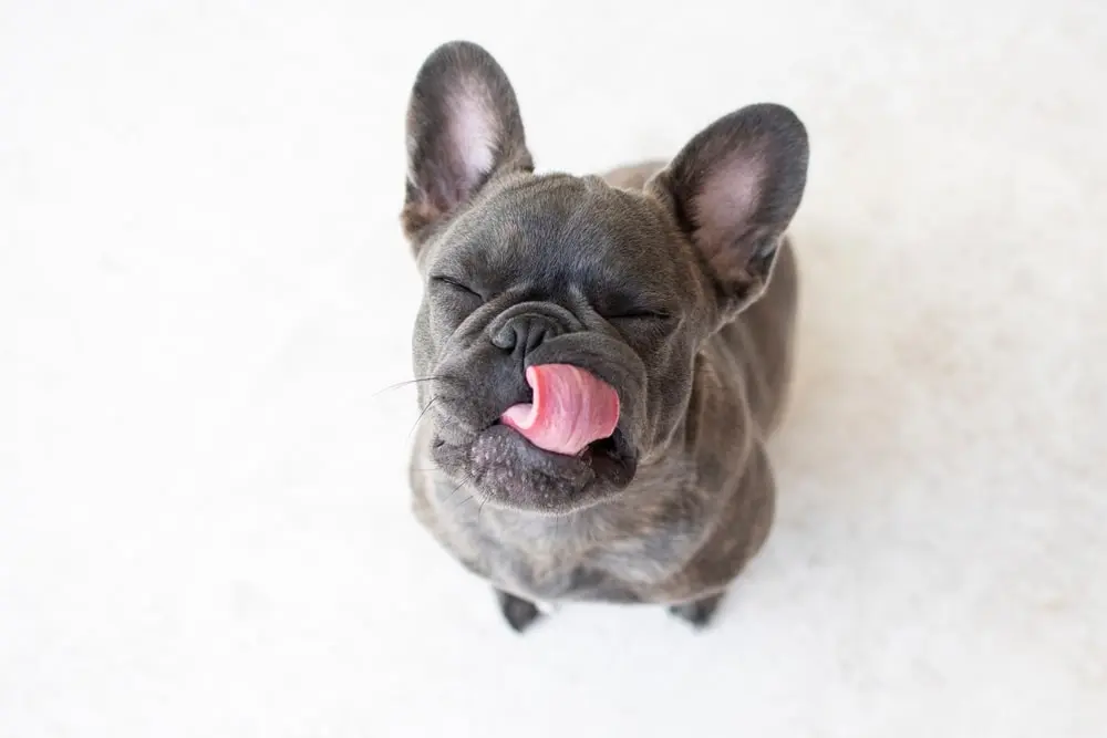 French Bulldog min