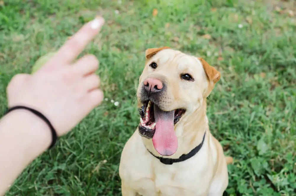 Hardest Tricks to Train Dogs