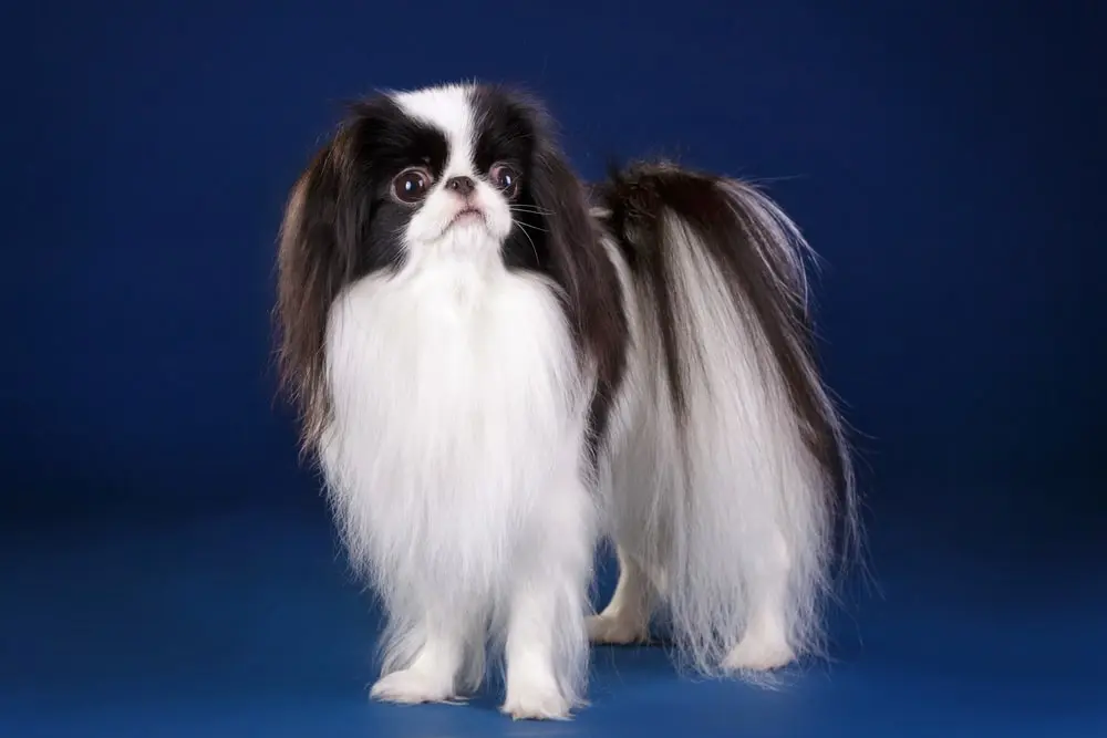 Japanese Chin min