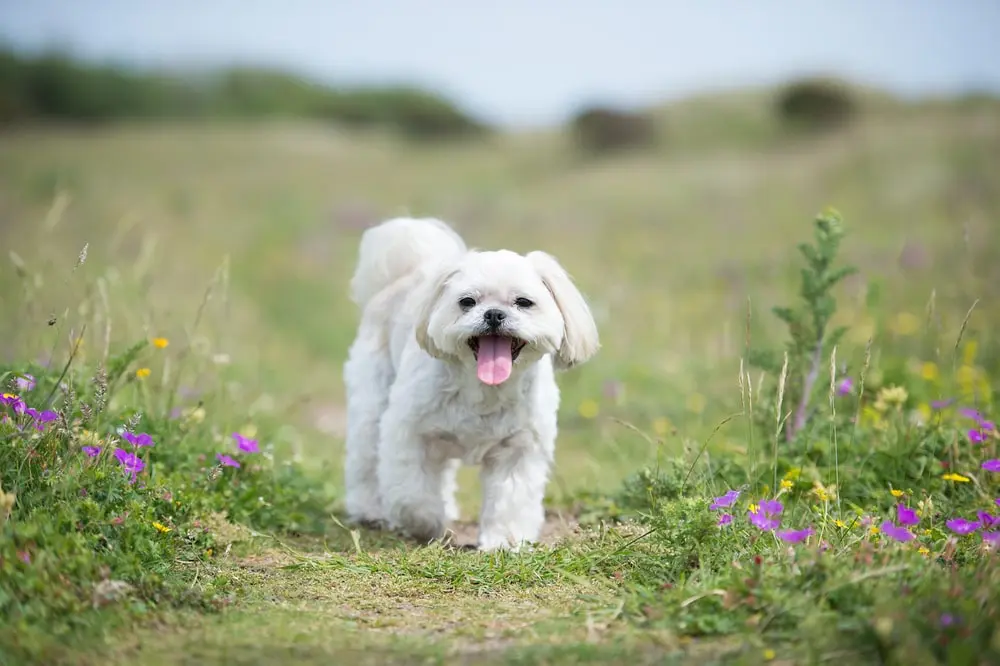 Lhasa Apso min