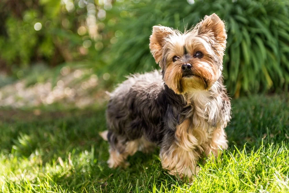 Little Yorkshire Terrier posing an grass. Yorkie Dog. most expensive dog breeds