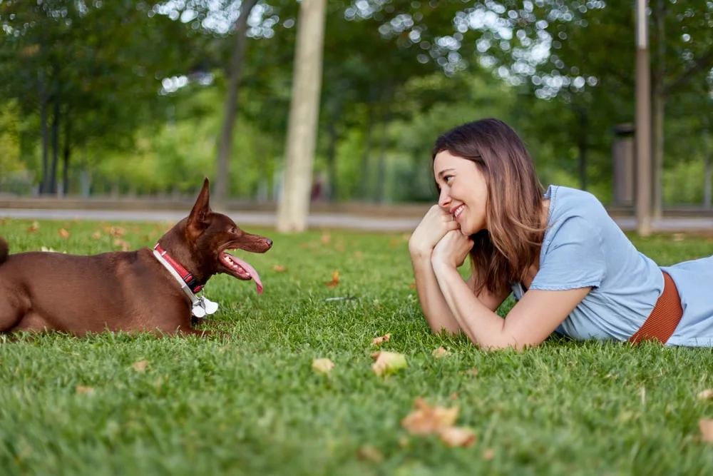 Pharaoh hound breed puppy, outdoors, in a park. High quality photo. most $$$ dog breeds