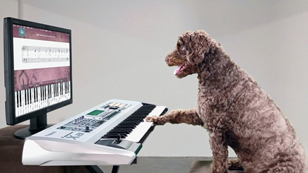 Play piano dog trick