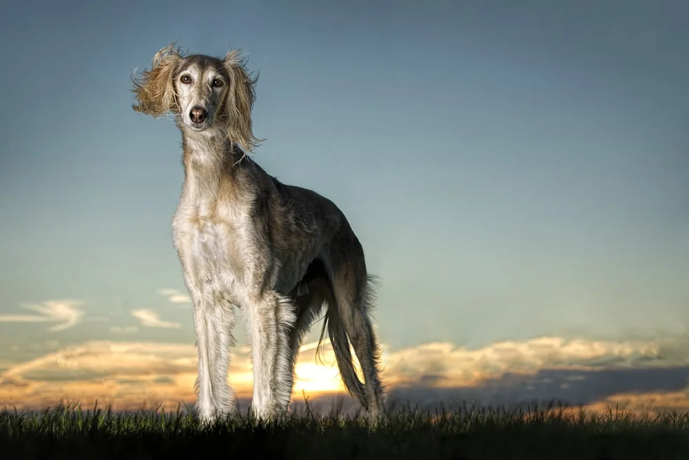 Saluki at sunset. dogs that cost a lot of money