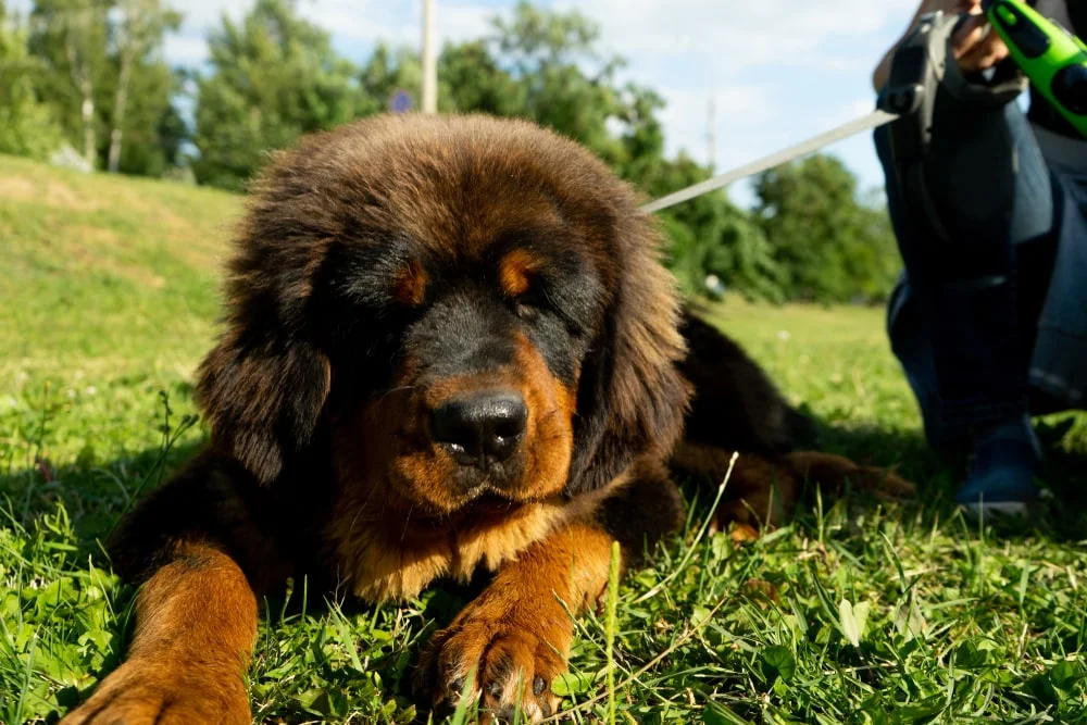 Walking a Tibetan Mastiff puppy in a green Park. millionaires dogs