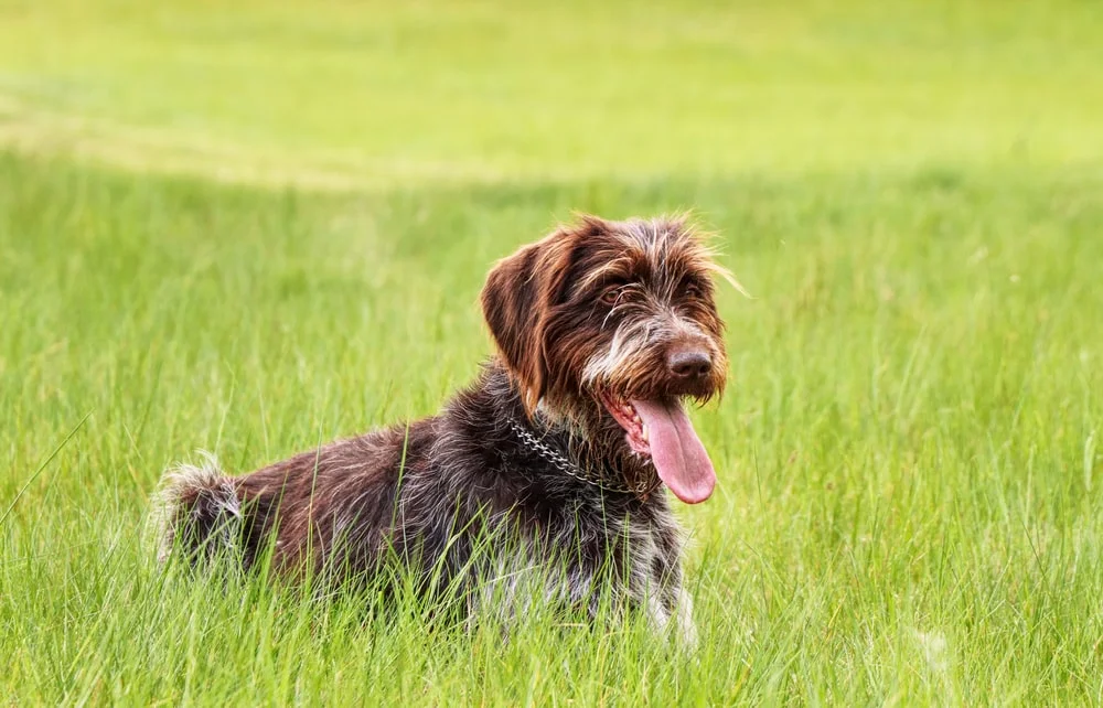 Wirehaired Pointing Griffon large dog that won't shed min