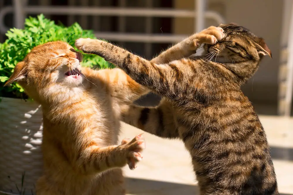 are my cats fighting or playing