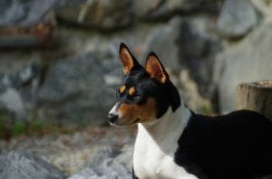 basenji - low shedding, medium sized dog basenji - low shedding, medium sized dog