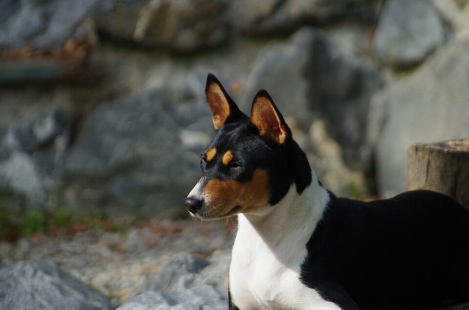 basenji - low shedding, medium sized dog