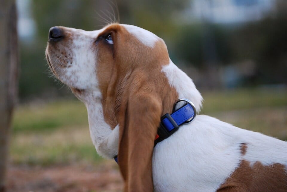 Dog Breeds That Can Get Along With Rabbits