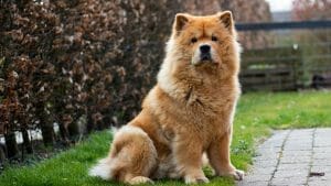 chow chow 7130445 960 720 min