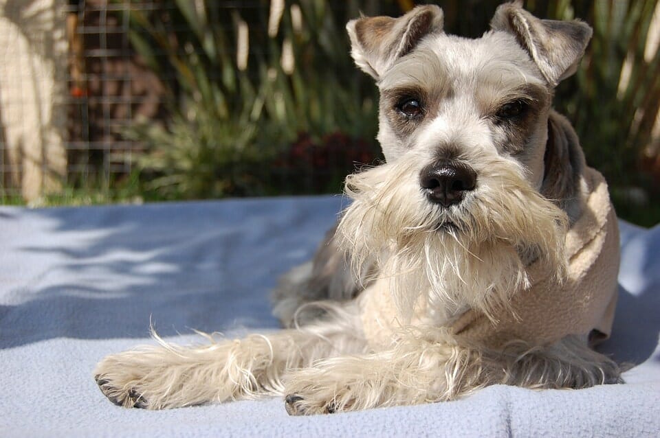 schnauzers make great low shedding dogs (medium sized)