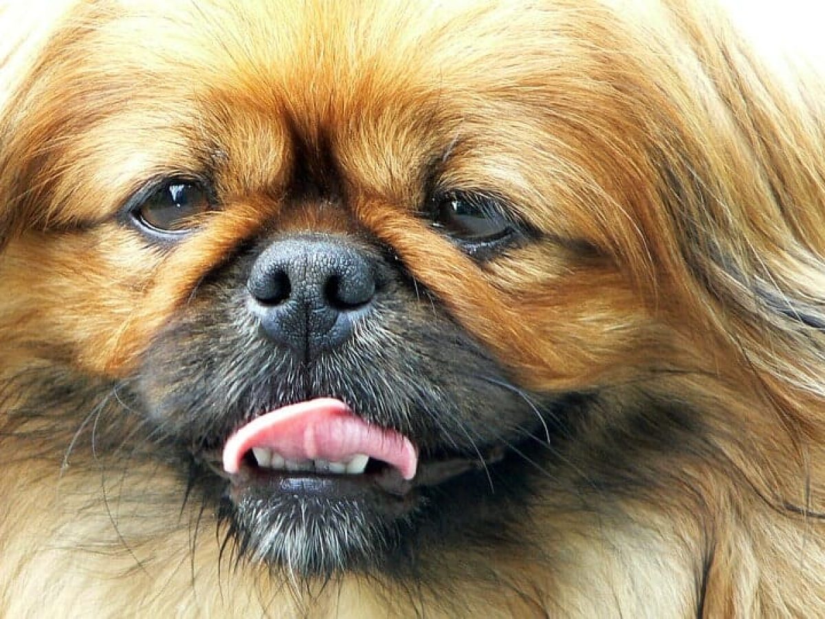 List of best sale snub nosed dogs