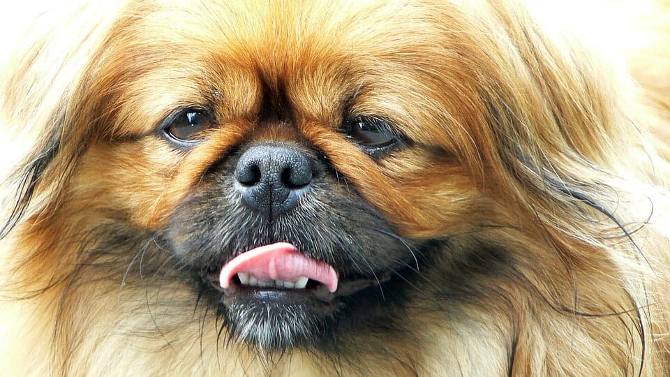 Brachycephalic Dog Breeds