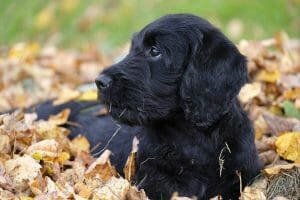 Labradoodle Labradoodle - non shedding dog breed