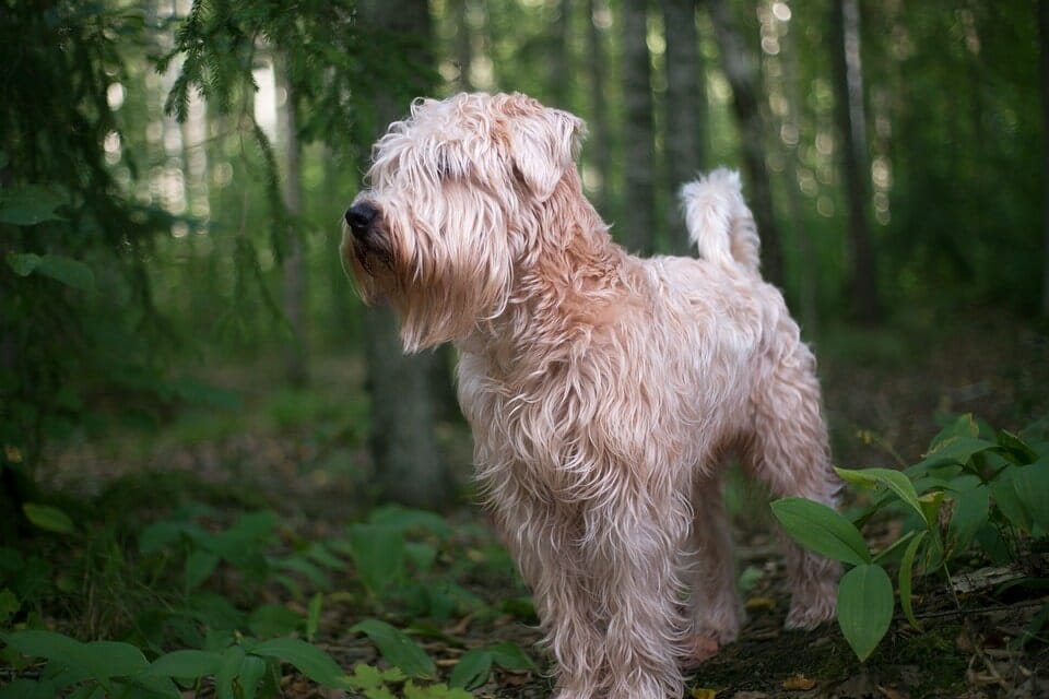 Soft-Coated Wheaten Terrier - low shedding dogs that are medium sized