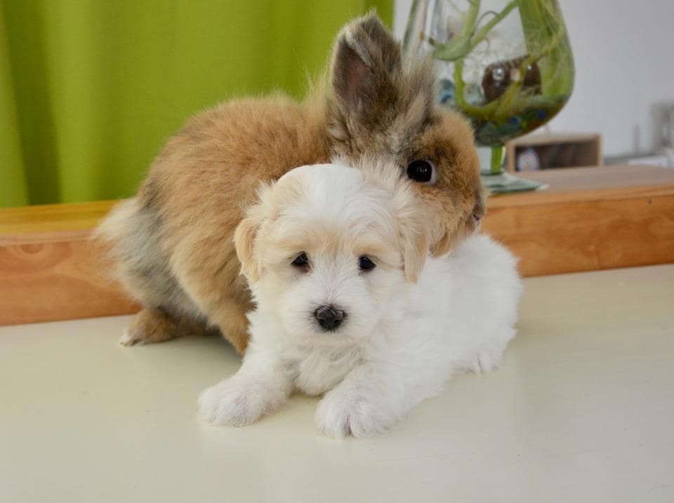 do dogs and rabbits get along