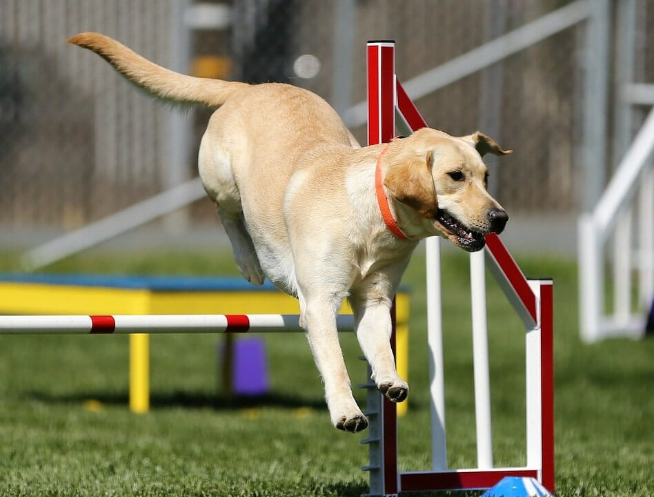 The Top 5 Easiest And Hardest Dogs To Train Best Worst Dogs To Train