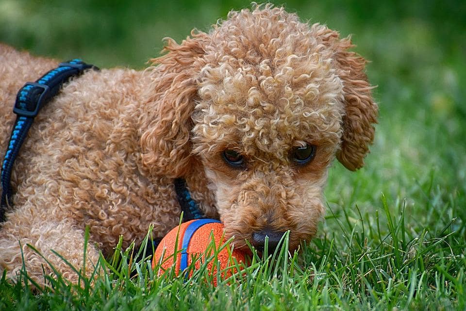 Easy to Train Dog Breeds - Poodle dog