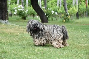 puli dog breed is perfect low shedding breed, medium sized 