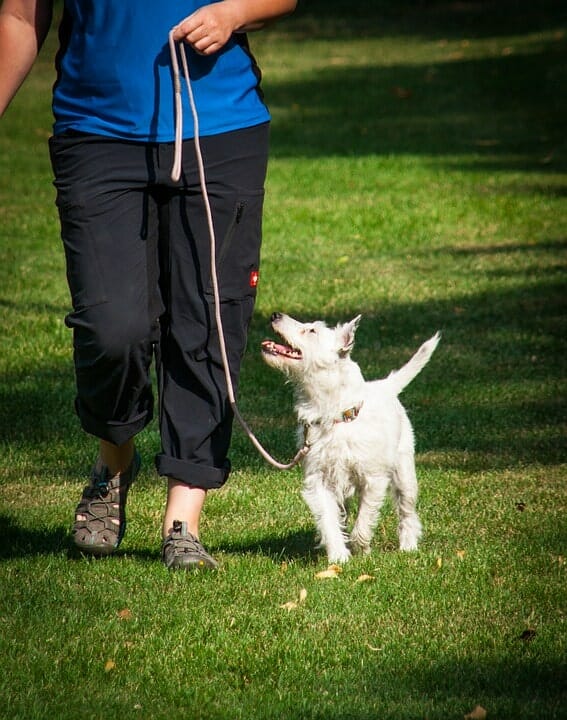 How Often Should you walk your Dog?