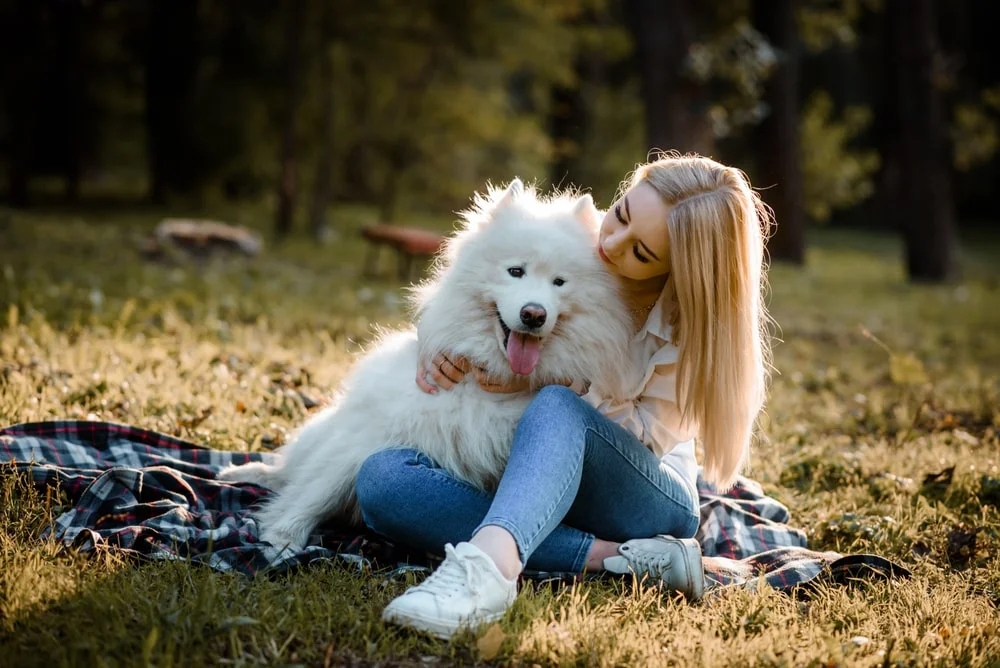 samoyed outdoors in the park and sitting on the grass. whats the most expensive type of dog