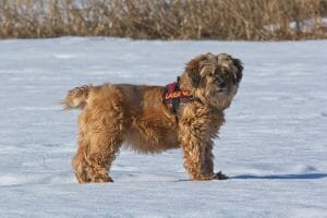 tibetan terrier 4016152 960 720 min tibetan terrier is a good low shedding, medium sized dog breed